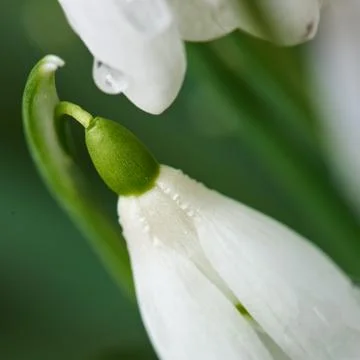 Adding a little colour to springtime. beautiful flowers. Stock Photos