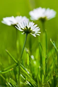 Adding a little colour to springtime. beautiful flowers. Stock Photos