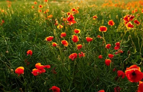 Adding a little colour to springtime. beautiful flowers. Stock Photos