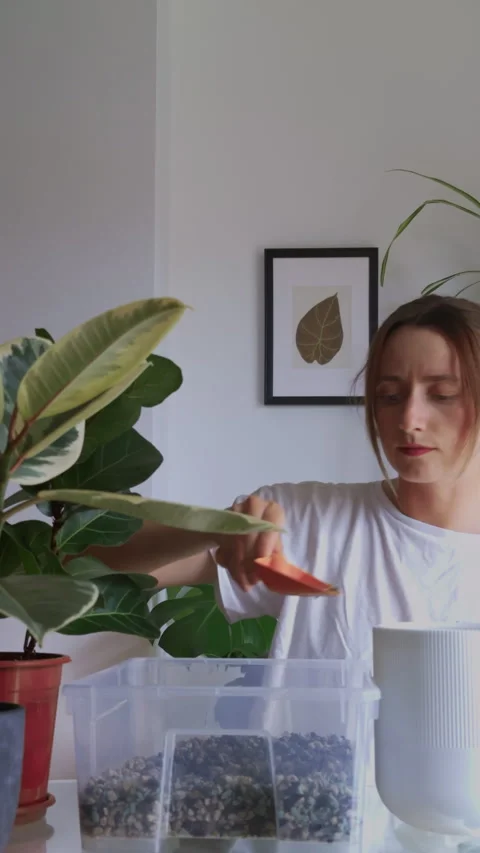 Adding Mineral Soil to Indoor Plant Pot Видео 340327376