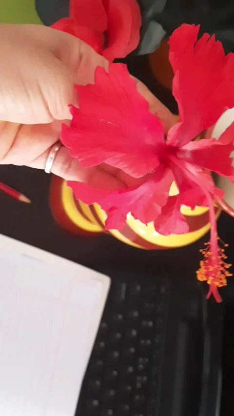 Adding a Red Hibiscus Flower to a Home Office Workspace 스톡 동영상 336620579