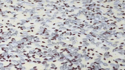 Adding seeds to the dough (before baking) Video stock 72761997