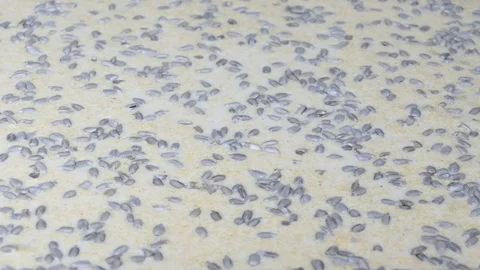 Adding seeds to the dough (before baking) Video stock 72762862