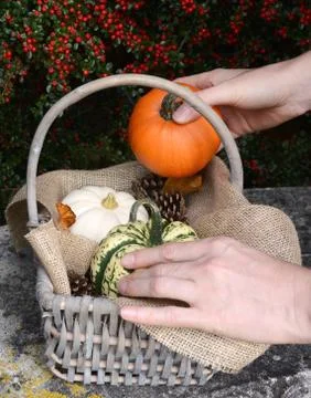 Adding a small pumpkin to a basket full of gourds Stock Photos