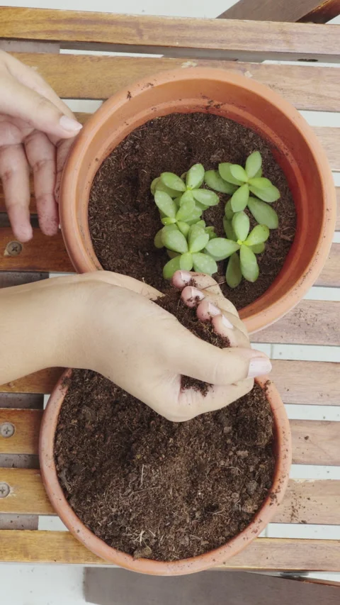 Adding soil with bare hands to a plant | Plant care stock video Stock Footage 282237982