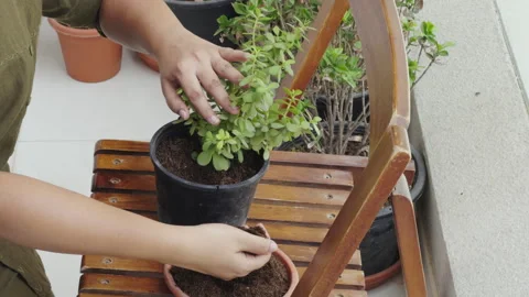 Adding soil with bare hands in pot | Home grown plant gardening Stock Footage 282237004
