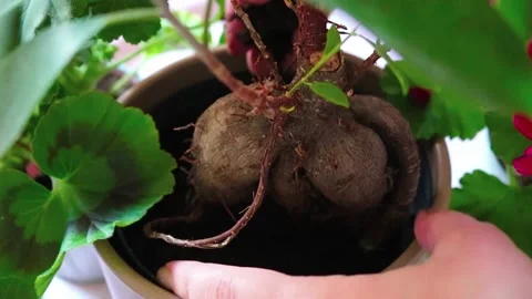 Adding Soil To A Ficus Planter Close-Up Stock Footage 196617086