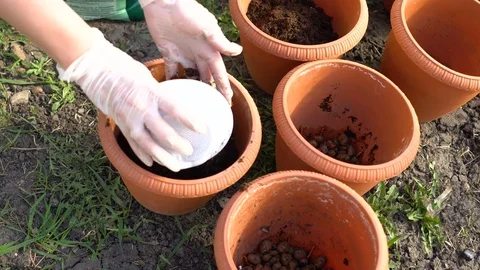 Adding a Soil For Planting Stock Footage 75331353