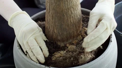Adding soil to a pot of a newly replanted home palm tree. Stock Footage 196022001