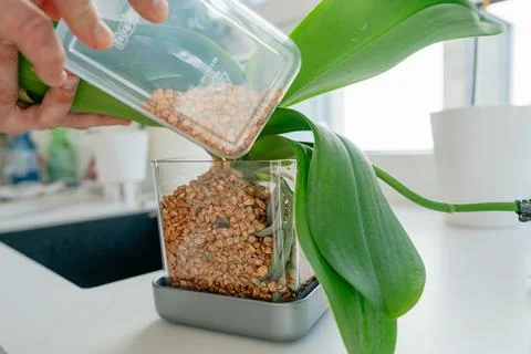 Adding substrate to orchid Stock Photos