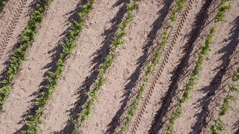 Adding sulfites to a wineyard, ecologic wine – 03 Stock Footage 97815445