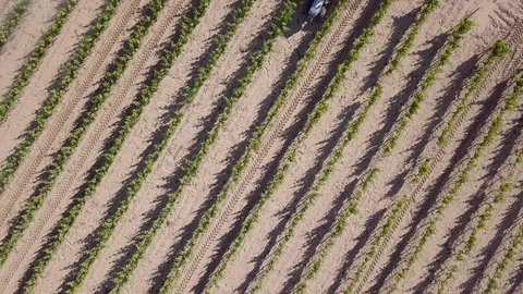 Adding sulfites to a wineyard, ecologic wine – 04 Stock Footage 97815475