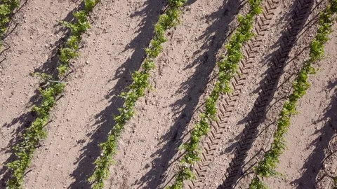 Adding sulfites to a wineyard, ecologic wine – 05 Stock Footage 97815601