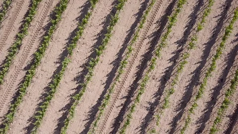 Adding sulfites to a wineyard, ecologic wine – 06 Stock-Footage 97815607