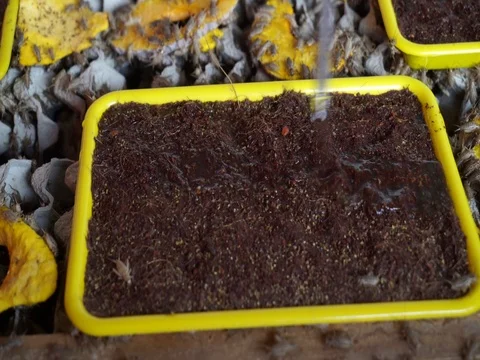 Adding water to cricket farm bed Stock Footage 74900606