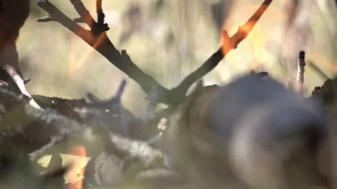 Adding Wood to Campfire 動画素材 317886074