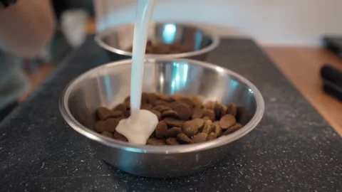 Adding yogurt to two dog food bowls on kitchen counter Stock Footage 345661460