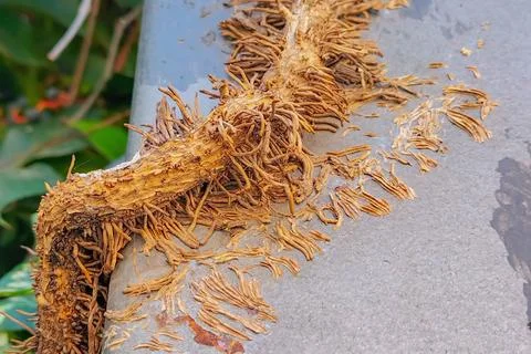 Additional root suckers on the trunk of a small tree have grown and stuck to  Stock-Fotos