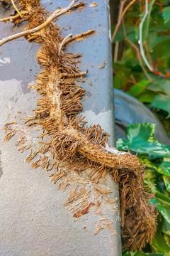 Additional root suckers on the trunk of a small tree have grown and stuck to  Stock-Fotos