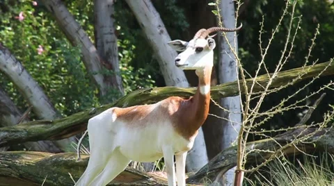 Addra Gazelle Stock Footage 8244695