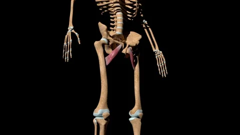 Adductor Brevis Muscles on Skeleton Stock Footage 128037859