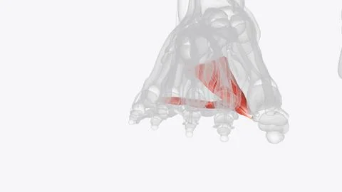 The adductor hallucis primary function contract the big toe towards the secon Stock Illustration