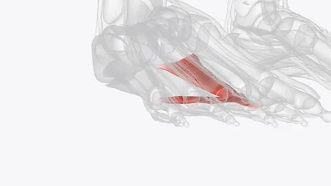 The adductor hallucis primary function contract the big toe towards the secon Stock Illustration