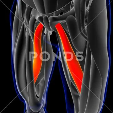 Adductor Longus Muscle Anatomy For Medical Concept 3D Illustration ...