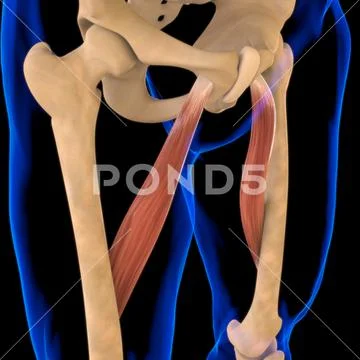 Adductor Longus Muscle Anatomy For Medical Concept 3D Illustration ...