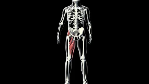 Adductor Muscles 動画素材 121707541