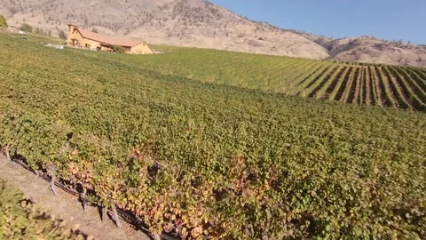 Adega Vines 2 Video stock 236860036