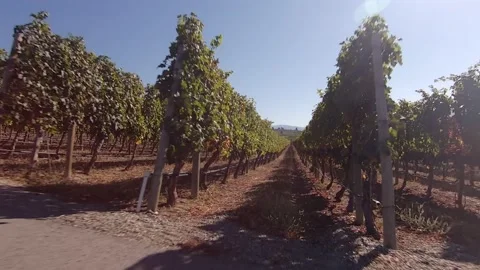 Adega Vines 3 Video stock 236860033