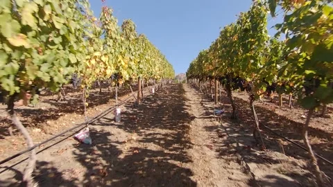 Adega Vines FPV 1 Video stock 236860047