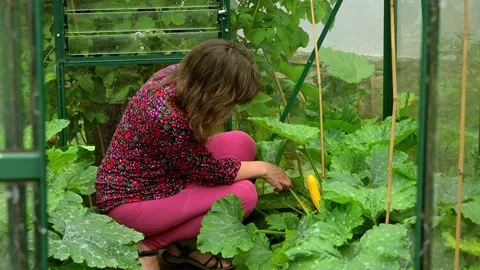 Adele's first yellow courgette. Stock Footage 321461520