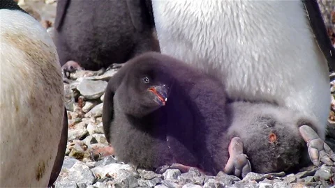 Adelie penguin Chick Stockbeeldmateriaal 125758262