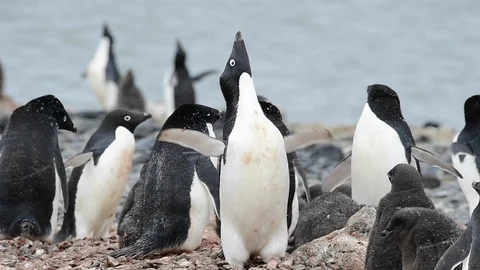 Adelie Penguin with chicks 스톡 동영상 88272409