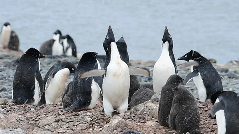 Adelie Penguin with chicks 스톡 동영상 88273271