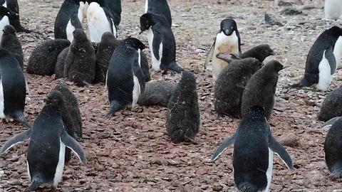 Adelie Penguin with chicks Stock Footage 88274116