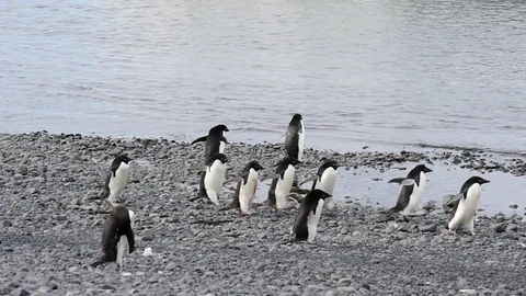 Adelie Penguin with chicks Stock Footage 90474397