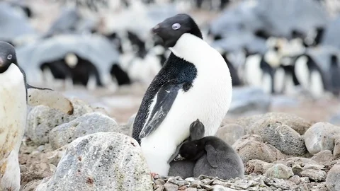 Adelie Penguin with chicks Stock Footage 90502568