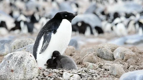 Adelie Penguin with chicks Stock Footage 90504311