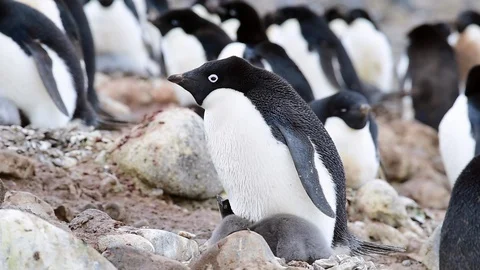 Adelie Penguin with chicks Stock Footage 90506565