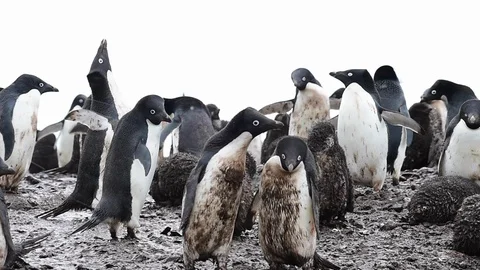 Adelie Penguin with chicks Stock Footage 90538577