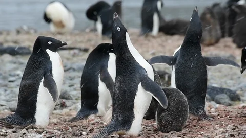 Adelie Penguin with chicks Stock Footage 90540323