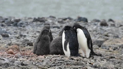 Adelie Penguin with chicks Stock Footage 90541593