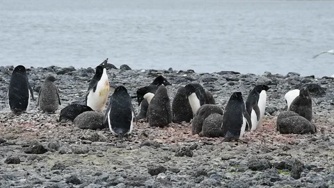 Adelie Penguin with chicks Stock Footage 90542101