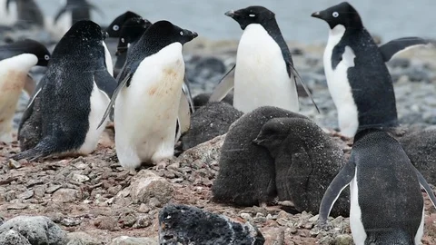 Adelie Penguin with chicks Stock Footage 90542816