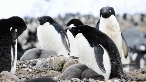 Adelie Penguin with chicks Stock Footage 90639556