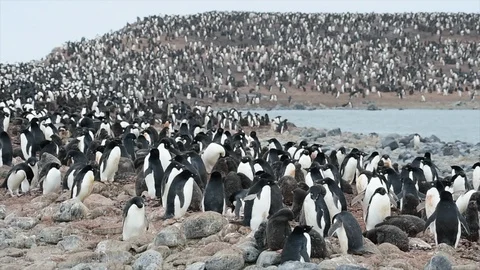 Adelie Penguin with chicks Stock Footage 94674640
