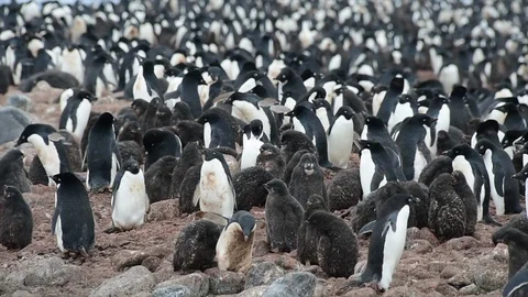Adelie Penguin with chicks Stock Footage 94682716